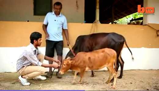 shortest cow-k...